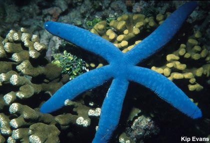 Blue Sea Star