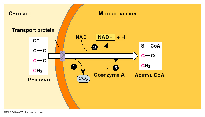 Pyruvate Role In Cellular Respiration