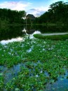 UF_1 * Lake  Alice  and the  Baughmann Center after  the  Hurricanes. * 361 x 480 * (143KB)