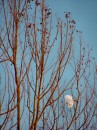 UF_15 * The moon  through the sunlit  branches. * 361 x 480 * (127KB)