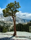 Y_4 * The lonely tree at one of the highest points in Yosmeite. * 378 x 480 * (145KB)