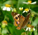 BUCKEYE_1 * Common Buckeye on daisies. One of the most beautiful and hard to capture species I have come across. * 480 x 444 * (115KB)