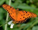 FRITILLARY_2 * Another view of the Gulf Fritillary * 480 x 388 * (98KB)