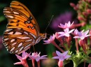 FRITILLARY_3 * Gulf Fritillary on Pink. I love the soft light in this one. These butterflies are the most cooperative and beatiful I have worked with so far. * 480 x 355 * (116KB)