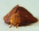 HMM_2 * A moth. * 480 x 385 * (78KB)