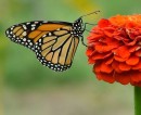 MONARCH_1 * A Florida Monarch. Photographed on a Sunday morning. * 480 x 395 * (97KB)