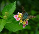 SKIPPER_1 * A long tailed skipper after a Quantum Mechanics class, on my way back to the office. * 480 x 422 * (97KB)