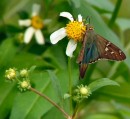 SKIPPER_2 * Another long tailed Skipper. * 480 x 442 * (97KB)