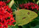 SULPHUR_1 * Common Sulphur. The reds in this one is quite artificial and weird looking. * 480 x 350 * (89KB)