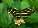 ZEBRA_LONGWING_1 * A Zebra Longwing (Heliconian) on Lantana. State butterfly of Florida. * 480 x 359 * (123KB)