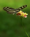 ZEBRA_LONGWING_2 * A posing Longwing. * 386 x 480 * (105KB)