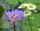 F_13 * This water lilly is  shot in  flower observatory of the  Golden Gate Park,SF. * 480 x 372 * (104KB)