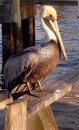 B-11 * A  Pelican  doing the  cute pose for me  :) * 293 x 480 * (106KB)