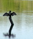 B_1 * A cormorant cleanin herself while drying. Lake Alice, Gainesville FL * 409 x 480 * (113KB)