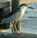 B_13 * A black crowned night heron, Cedar Key,FL. * 466 x 480 * (115KB)