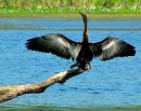 B_2 * I believe this is an Anhinga rather than a Cormorant. * 480 x 382 * (101KB)