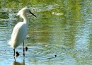 B_6 * A white Egret. A bit overexposed :( * 480 x 343 * (135KB)