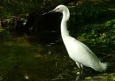 B_7 * Another Egret  in the hars morning sun. * 480 x 343 * (102KB)