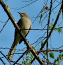 B_8 * This bird was a good company while I was rehearsing for a presentation :) * 464 x 480 * (109KB)