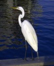 B_9 * A big egret at the Cedar Key dock. * 398 x 480 * (98KB)