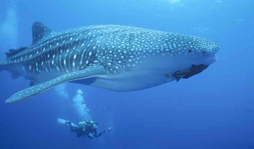WHALE SHARK and Scuba Diver