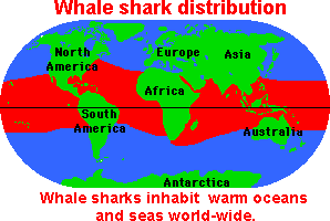 whale shark distribution